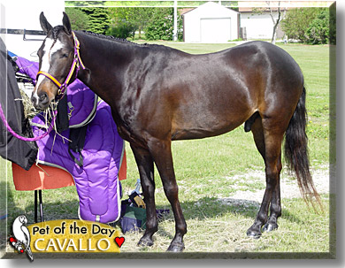 Cavallo, the Pet of the Day
