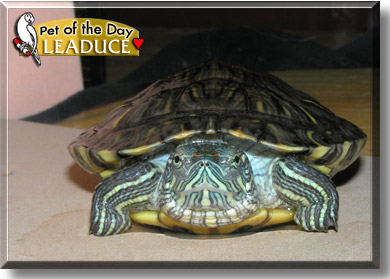 Leaduce, the Pet of the Day