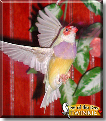 Twinkie, the Pet of the Day