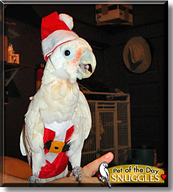 Snuggles, the Pet of the Day