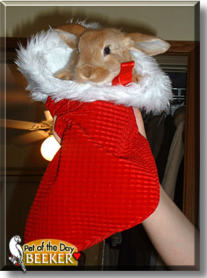 Beeker, the Pet of the Day