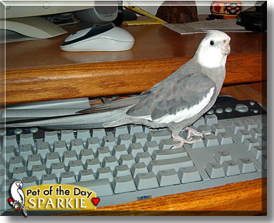 Sparkie, the Pet of the Day