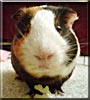Lemiwinks