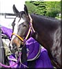 Cavallo