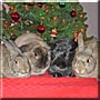 Evander,Charlie,Fluffy,Tyson
