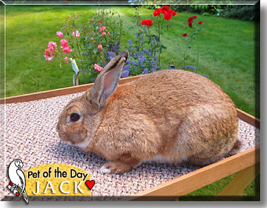 Jack, the Pet of the Day
