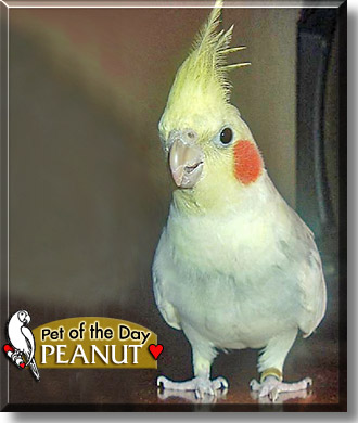Peanut, the Pet of the Day