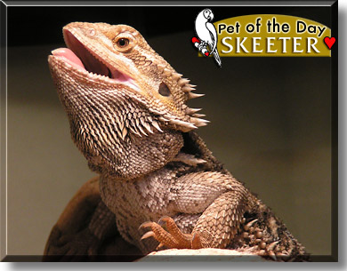 Skeeter, the Pet of the Day
