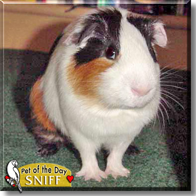 Sniff, the Pet of the Day