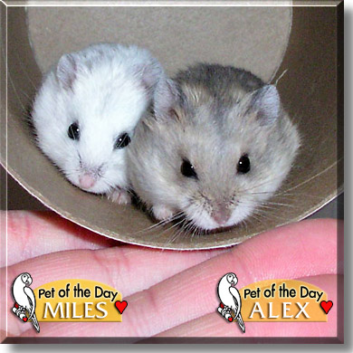 الهامستر القزم الكاتب Pepsi Cola بسم الله الرحمن الرحيم الاسم العربي الهامستر القزم الروسي الاسم الانجليزي Dwarf Russian Hamster وهو ينقسم الى اربع اقسام 1 الهامستر القزم كامبلس 2 الهامستر القزم روبوروفسكي 3 الهامستر القزم ونتر وايت 4