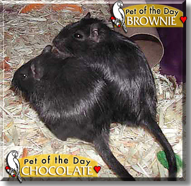 Chocolate, Brownie, the Pet of the Day