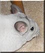 Chico
