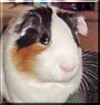 Sniff