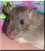 Pepper