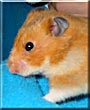Snickerdoodle