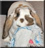 Bun Bun