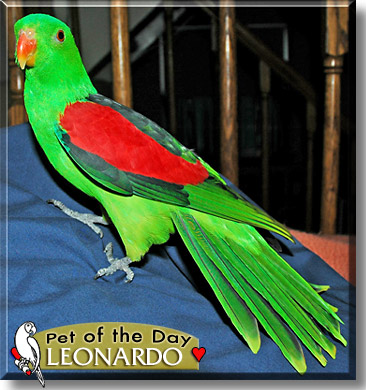 Leonardo, the Pet of the Day