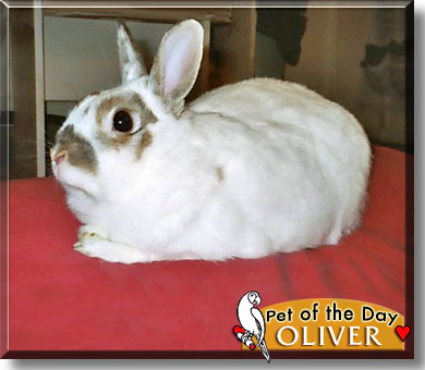 Oliver, the Pet of the Day