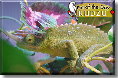 Kudzu, the Pet of the Day
