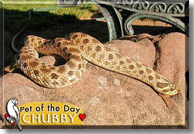 Chubby, the Pet of the Day