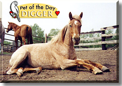 Digger, the Pet of the Day