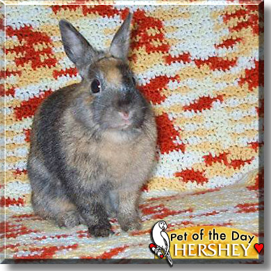 Hershey, the Pet of the Day
