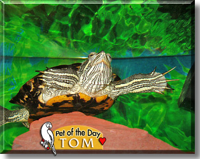 Tom, the Pet of the Day