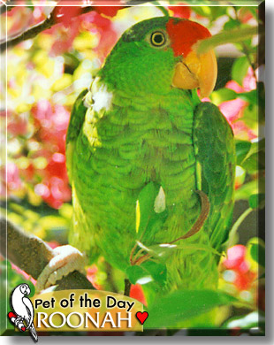 Roonah, the Pet of the Day