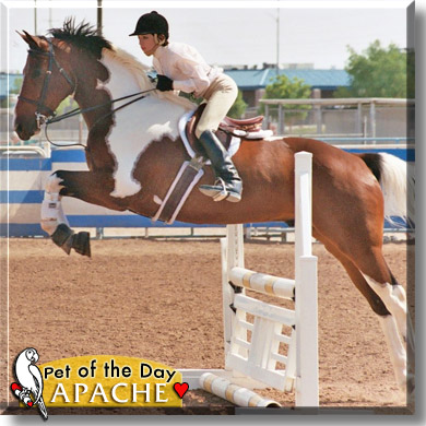 Apache, the Pet of the Day