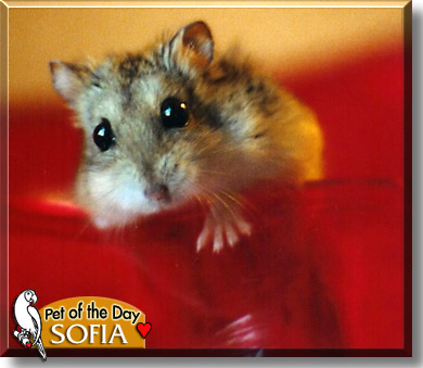 Sofia, the Pet of the Day