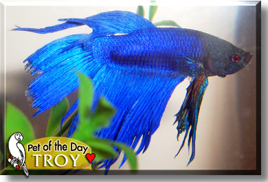 Troy, the Pet of the Day