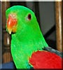 Leonardo