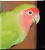 Petie