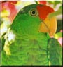Roonah