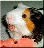 Tobia