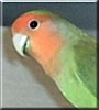 Tiki