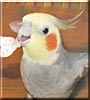 Pico