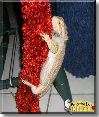 Riley, the Pet of the Day