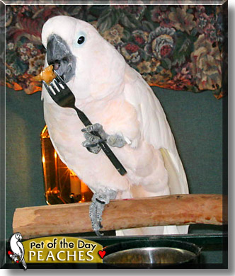 Peaches, the Pet of the Day