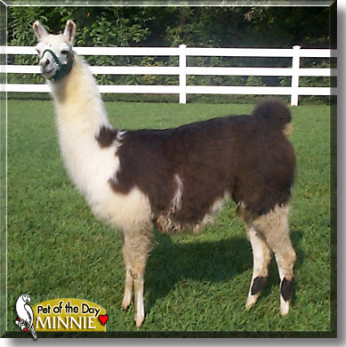 Minnie Me, the Pet of the Day