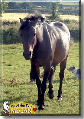 Megan, the Pet of the Day