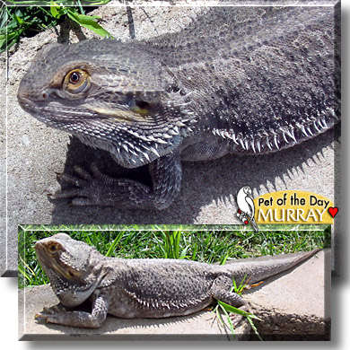 Murray, the Pet of the Day