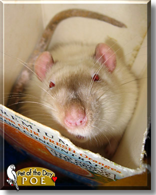 Poe, the Pet of the Day