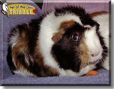 Tribble, the Pet of the Day