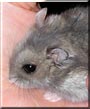 Nibbles