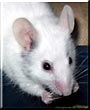 Scampers