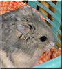 Kosmo