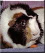 Tribble