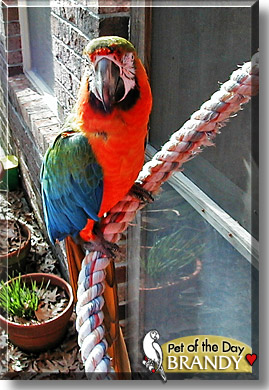 Brandy, the Pet of the Day