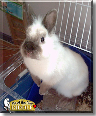 Diddle, the Pet of the Day